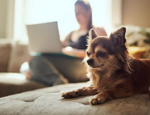 raças de cachorro para apartamento